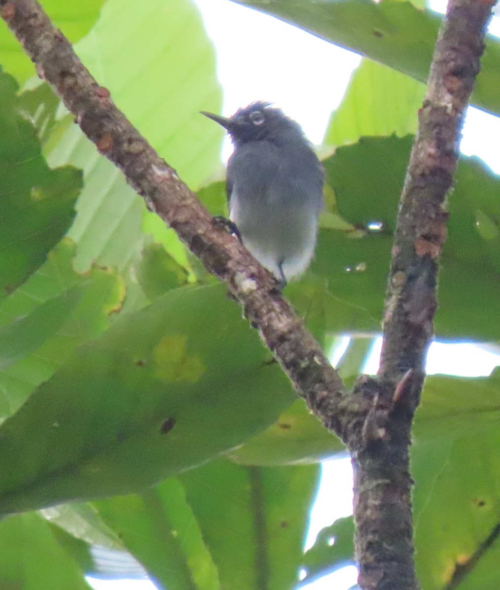 Slate-throated Gnatcatcher - ML629471312