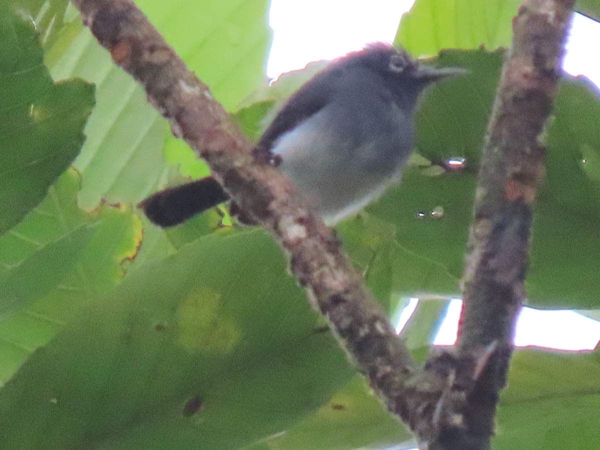 Slate-throated Gnatcatcher - ML629471322