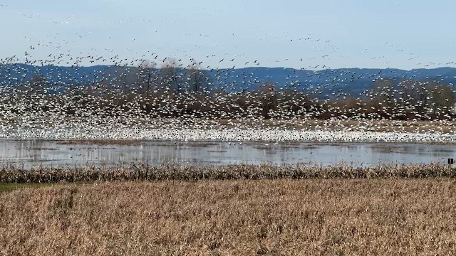 Snow Goose - ML629471623