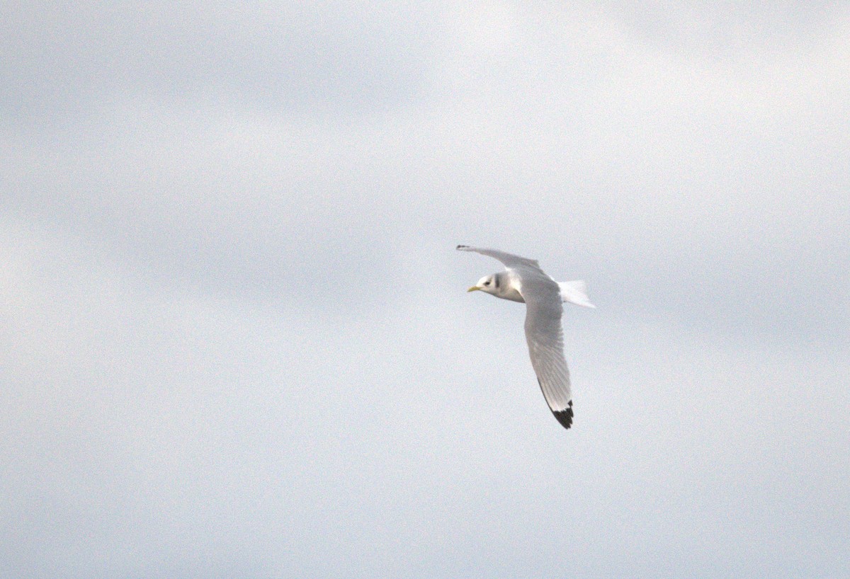 Моевка - ML629471687