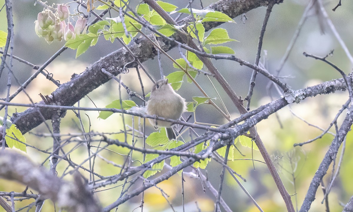 Dwarf Vireo - ML629472242