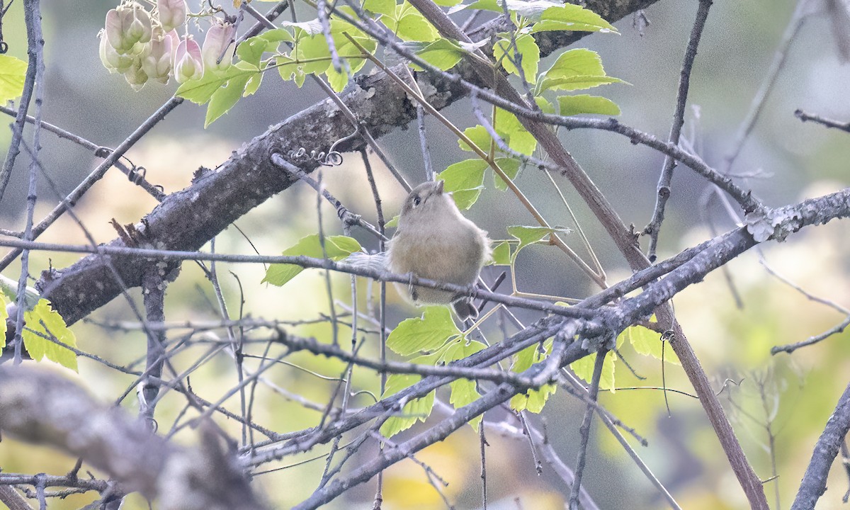 Dwarf Vireo - ML629472243