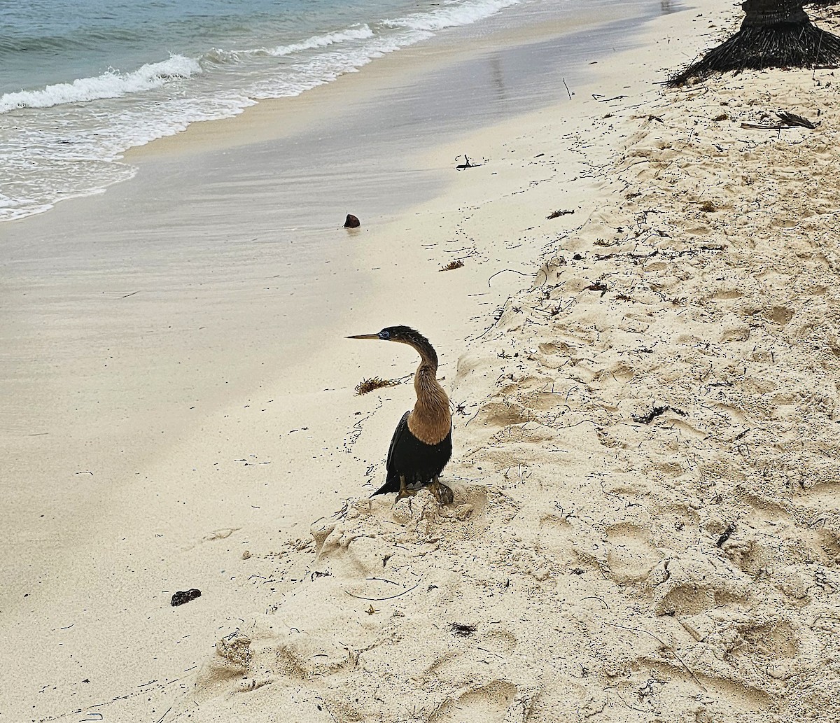 Anhinga - ML629472523