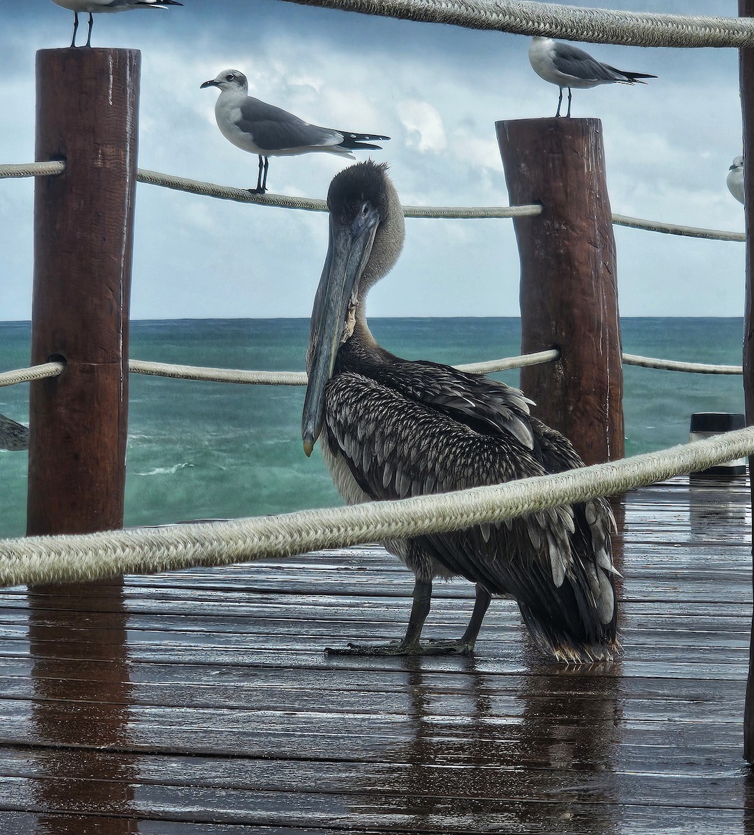 Brown Pelican - ML629472548