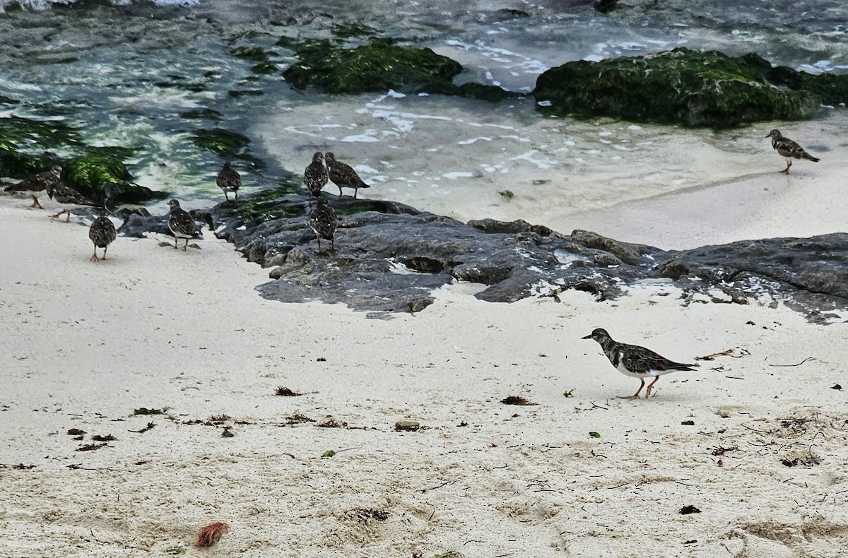 翻石鷸 - ML629472564