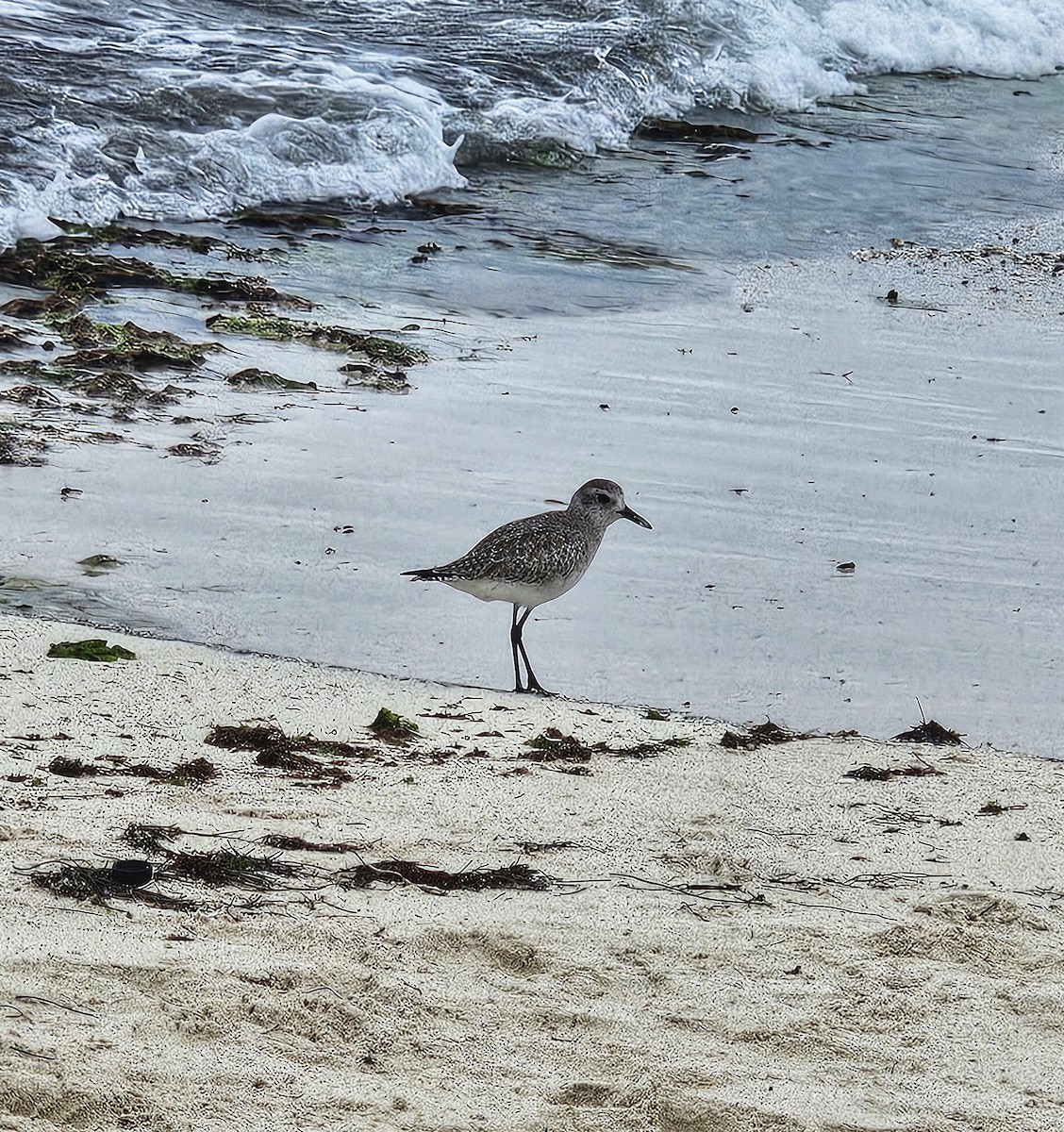 灰斑鴴 - ML629472571