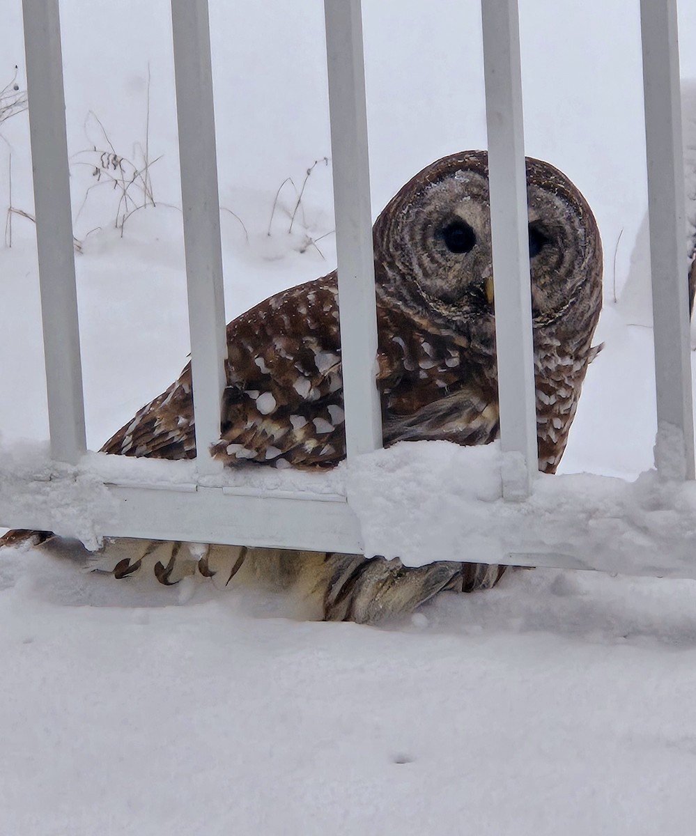 Barred Owl - ML629472816