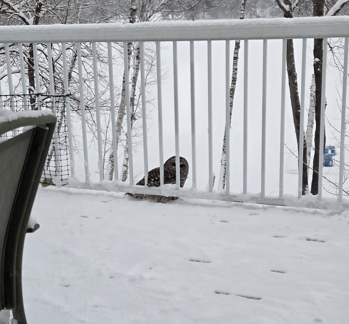 Barred Owl - ML629472817