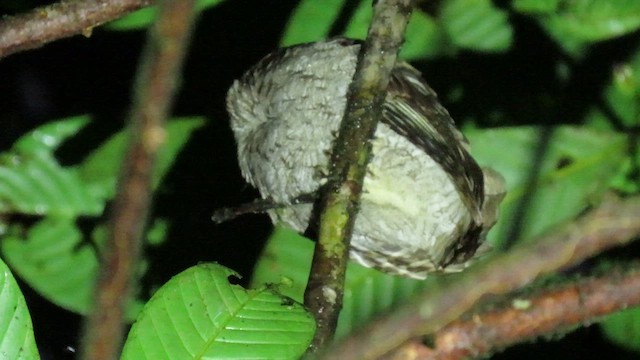 Choco Screech-Owl - ML629472839