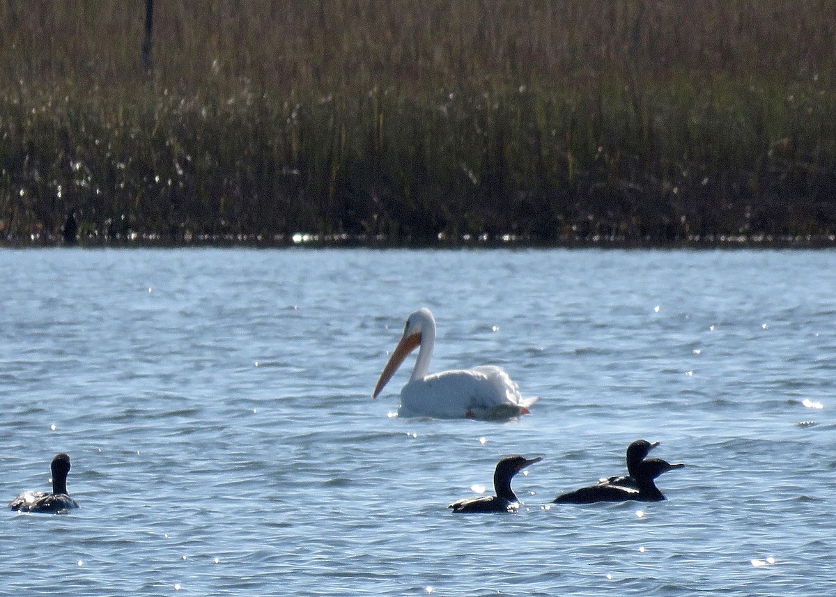 American White Pelican - ML629473062