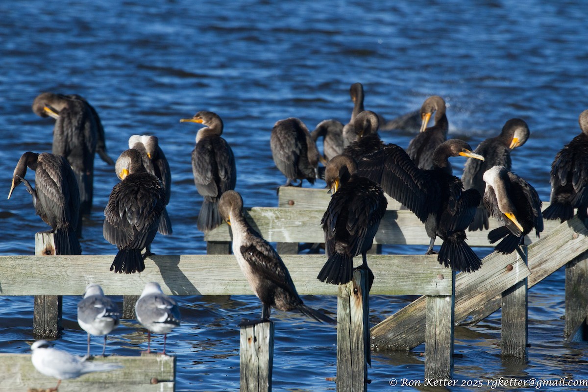 Double-crested Cormorant - ML629473112