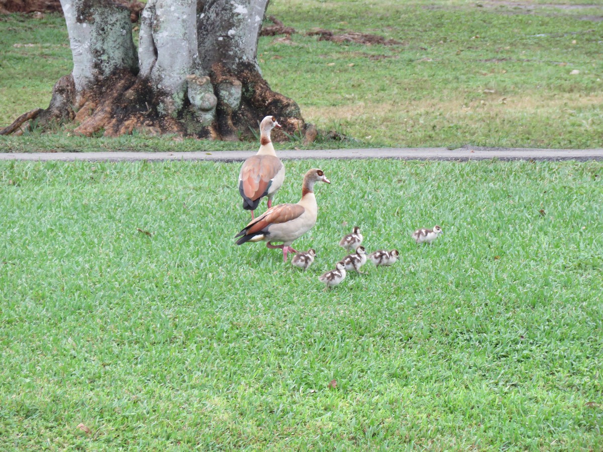 Egyptian Goose - ML629473804