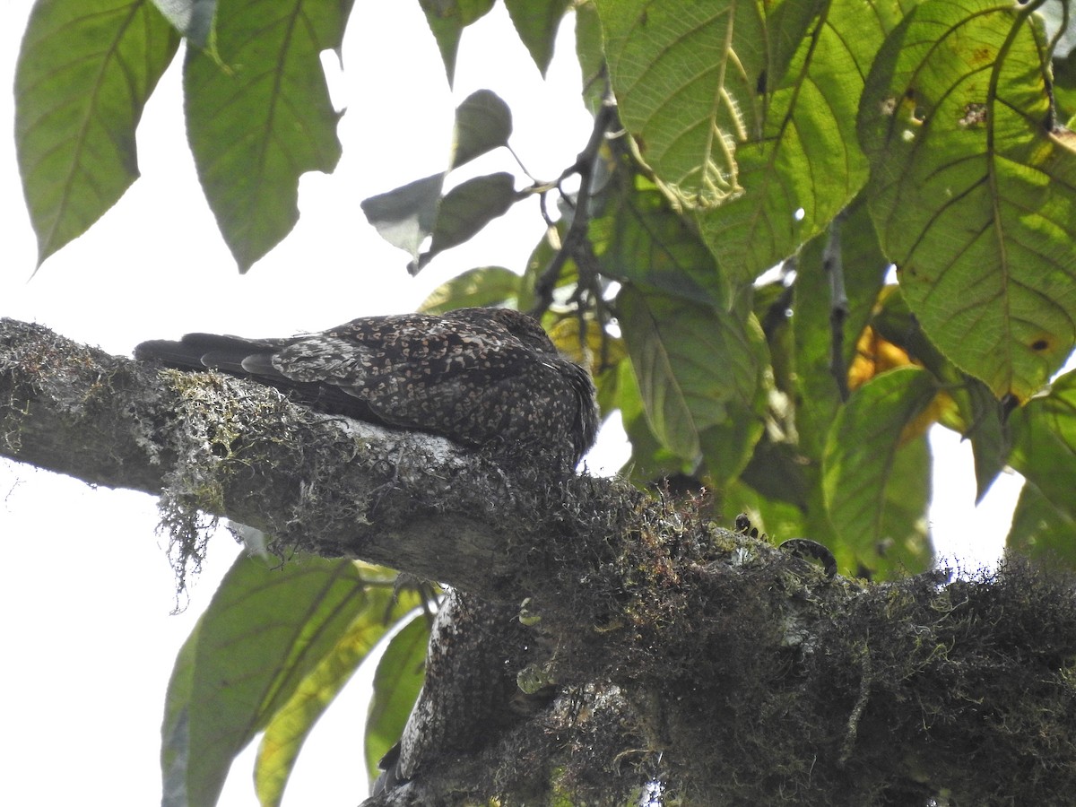Rufous-bellied Nighthawk - ML629473823