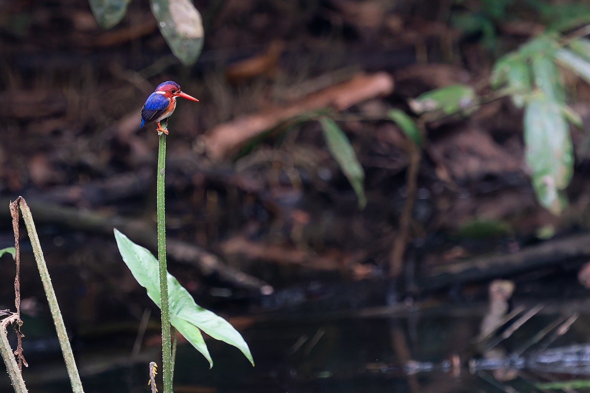 White-bellied Kingfisher - ML629473915