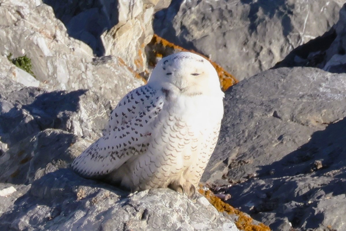 Schneeeule - ML629473988