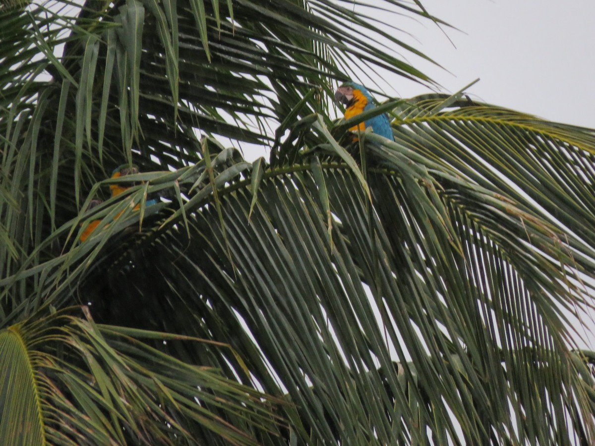 Blue-and-yellow Macaw - ML629474027