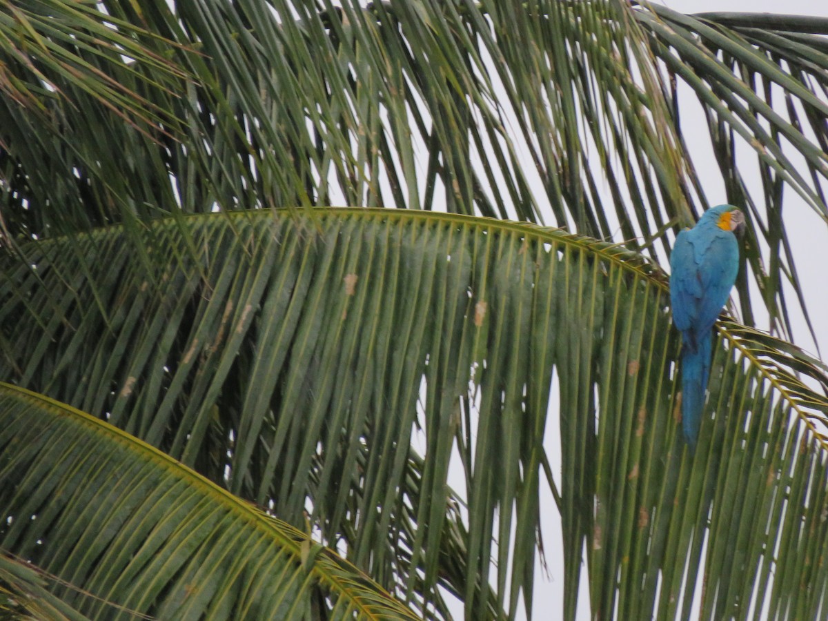 Blue-and-yellow Macaw - ML629474038