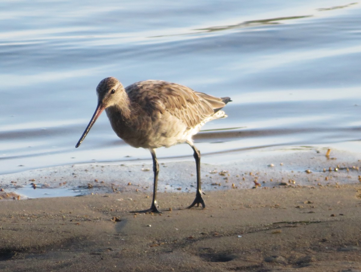 Bar-tailed Godwit - ML629474129