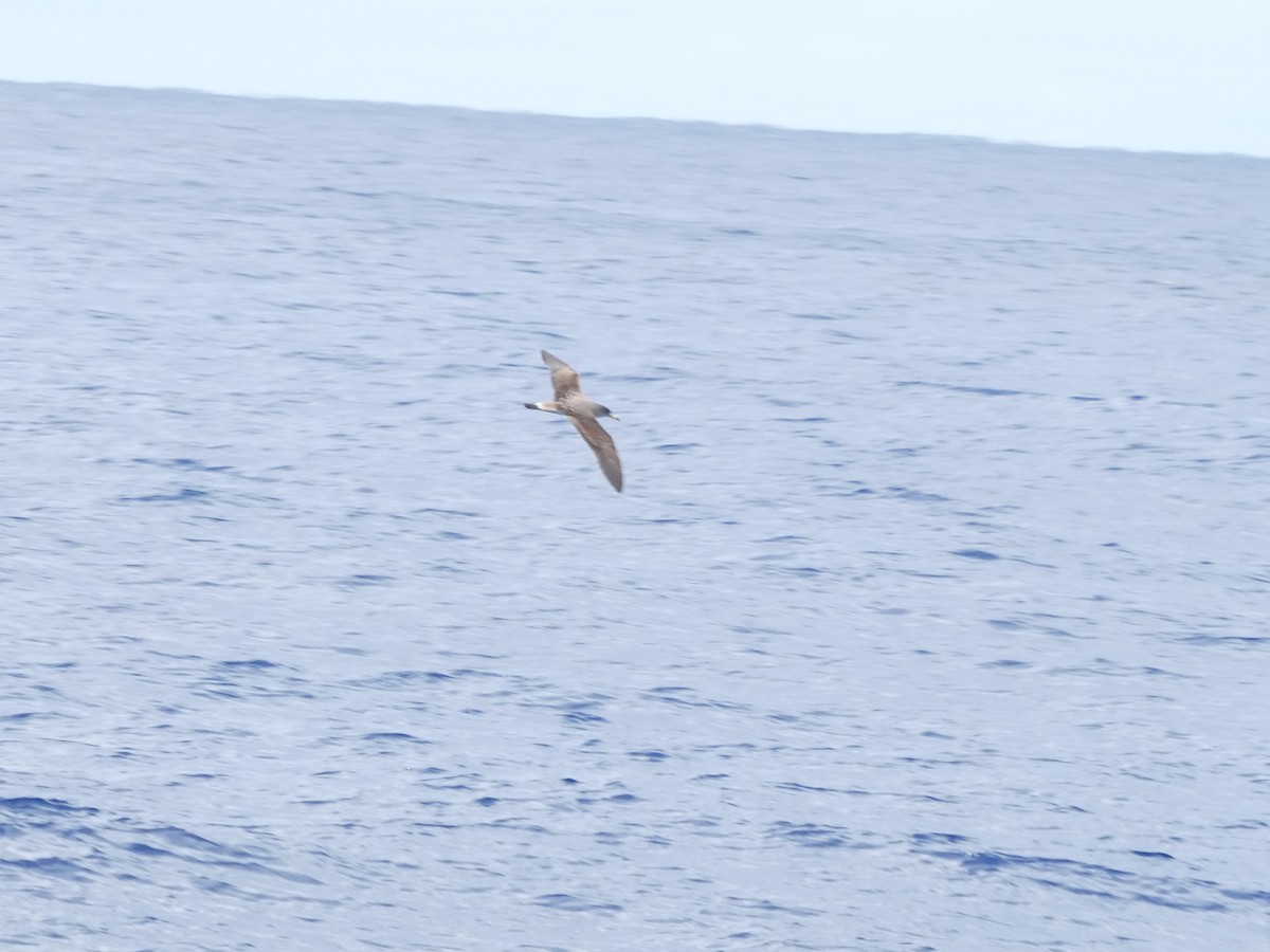 Scopoli's Shearwater - ML629474187