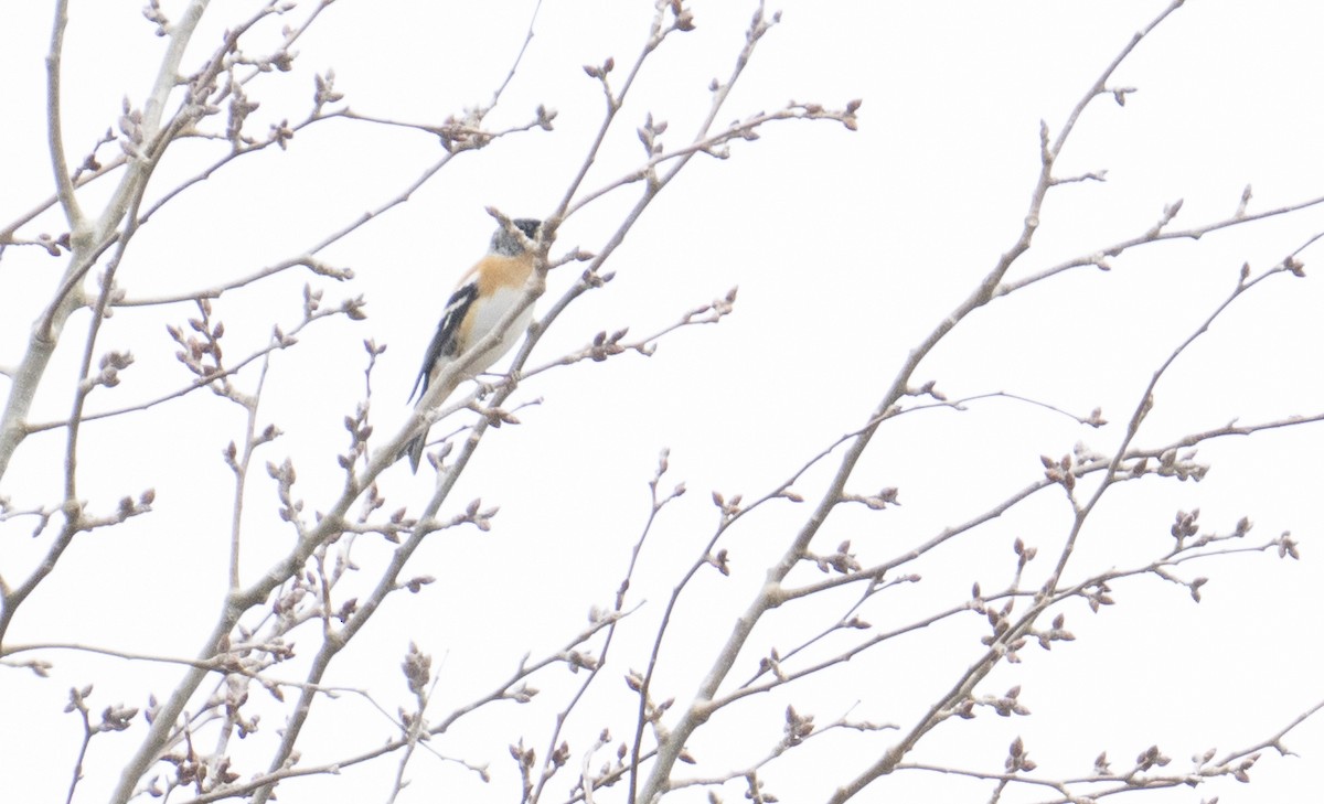 Brambling - ML629474244