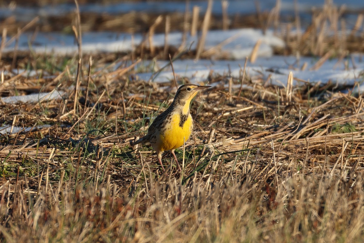 Western Meadowlark - ML629474255