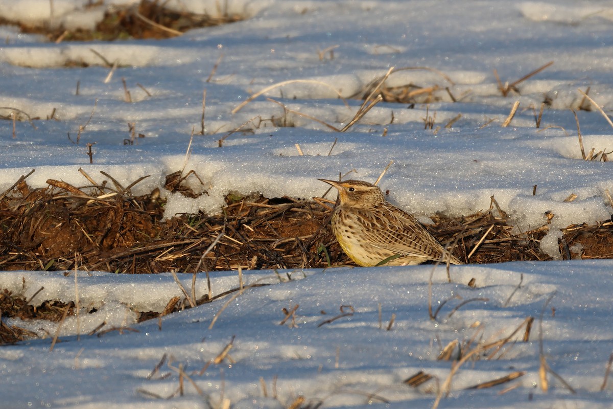Western Meadowlark - ML629474258