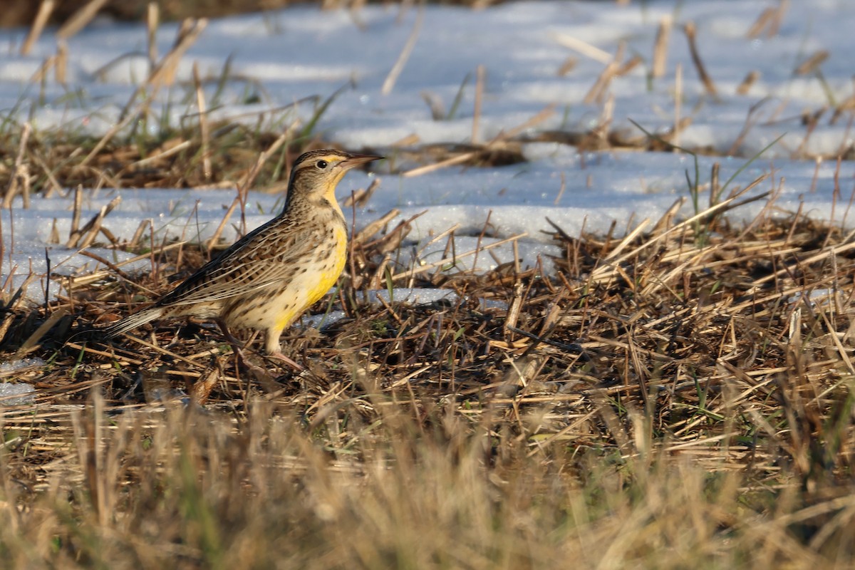 Western Meadowlark - ML629474259