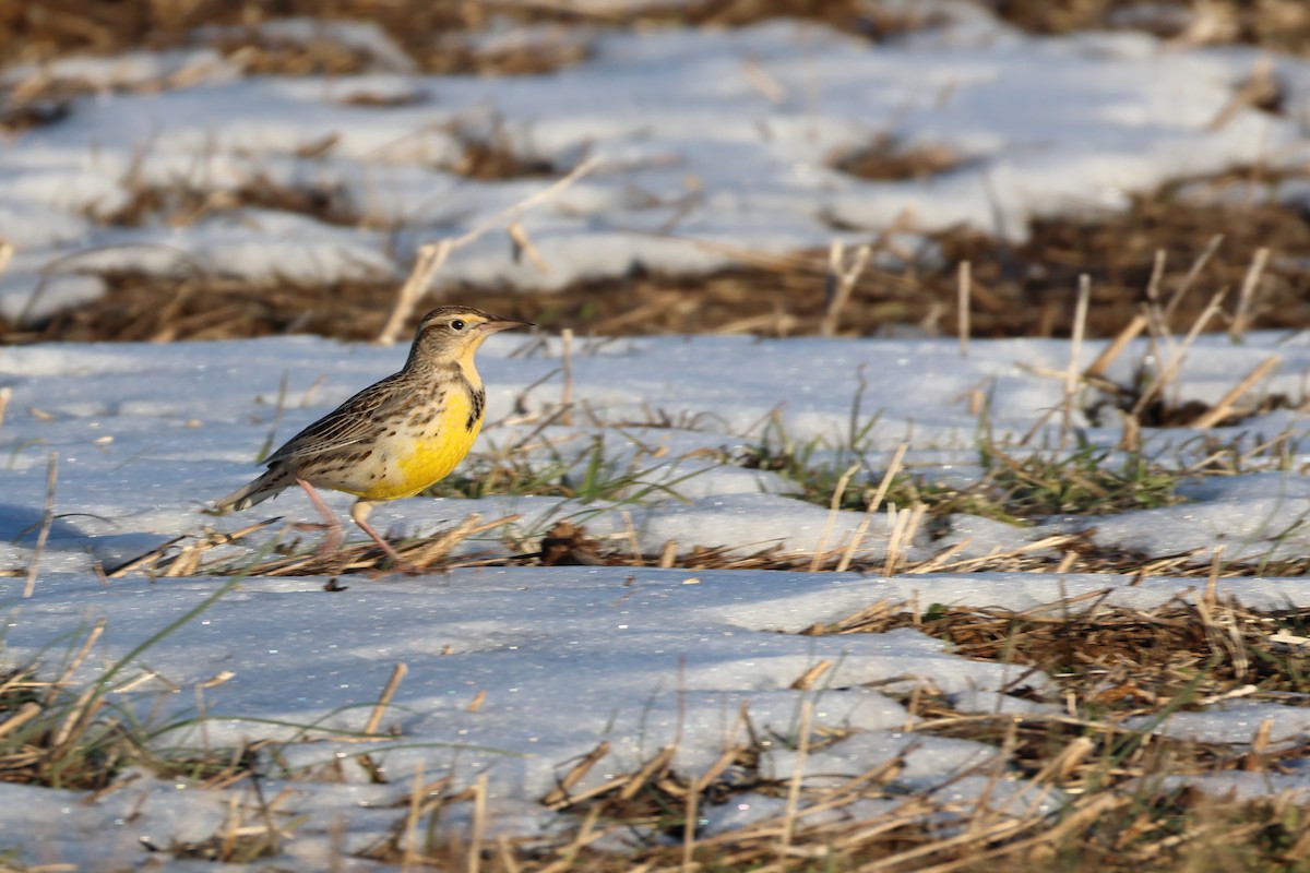 Western Meadowlark - ML629474261