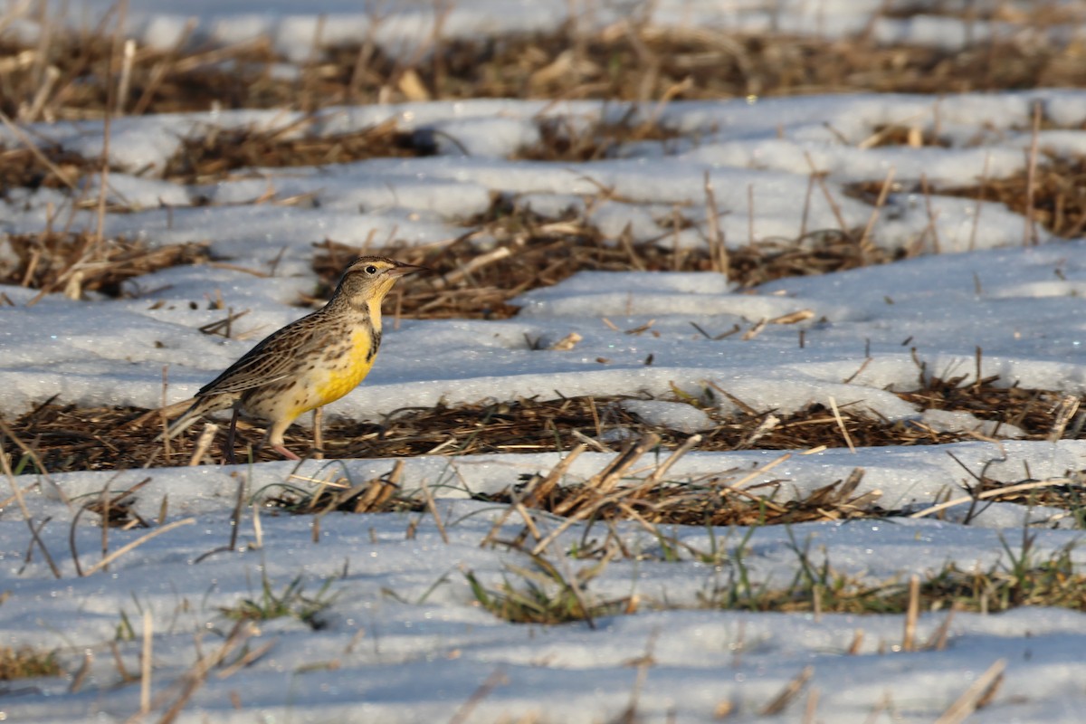 Western Meadowlark - ML629474262