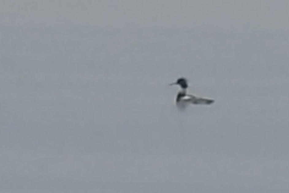 Red-breasted Merganser - ML629474287