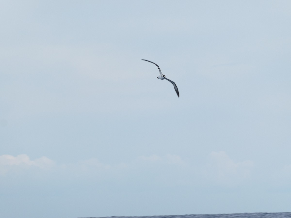 Black-capped Petrel - ML629474381