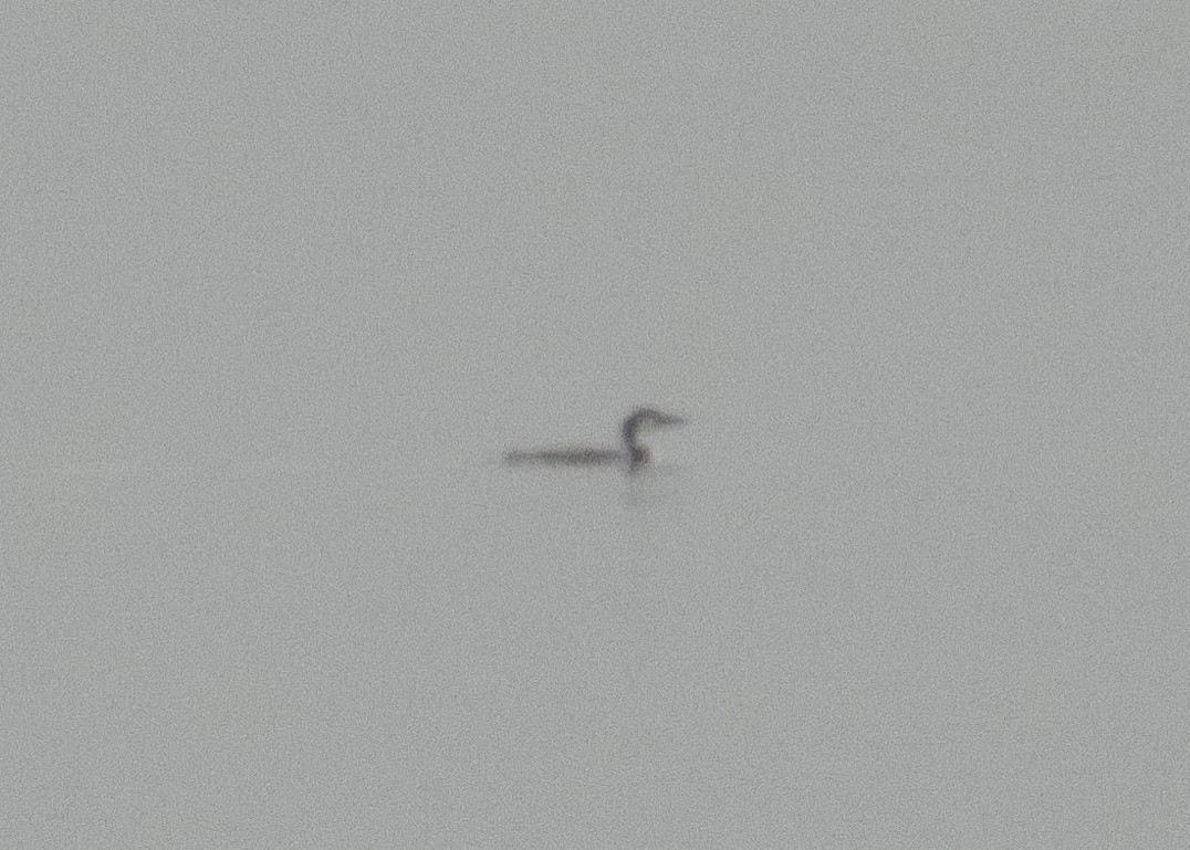 Common Loon - ML629474417