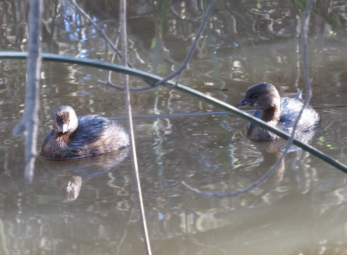 Pied-billed Grebe - ML629474647