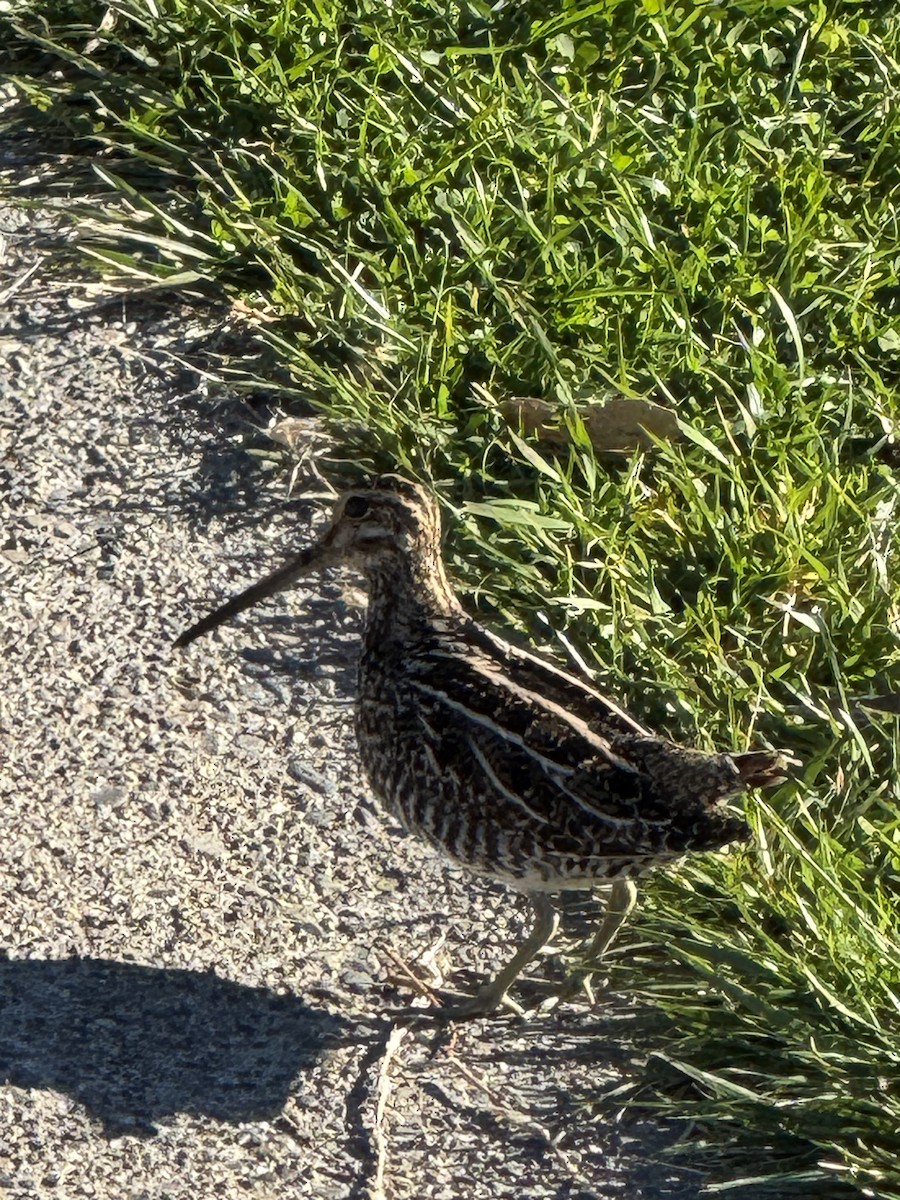 Wilson's Snipe - ML629474764