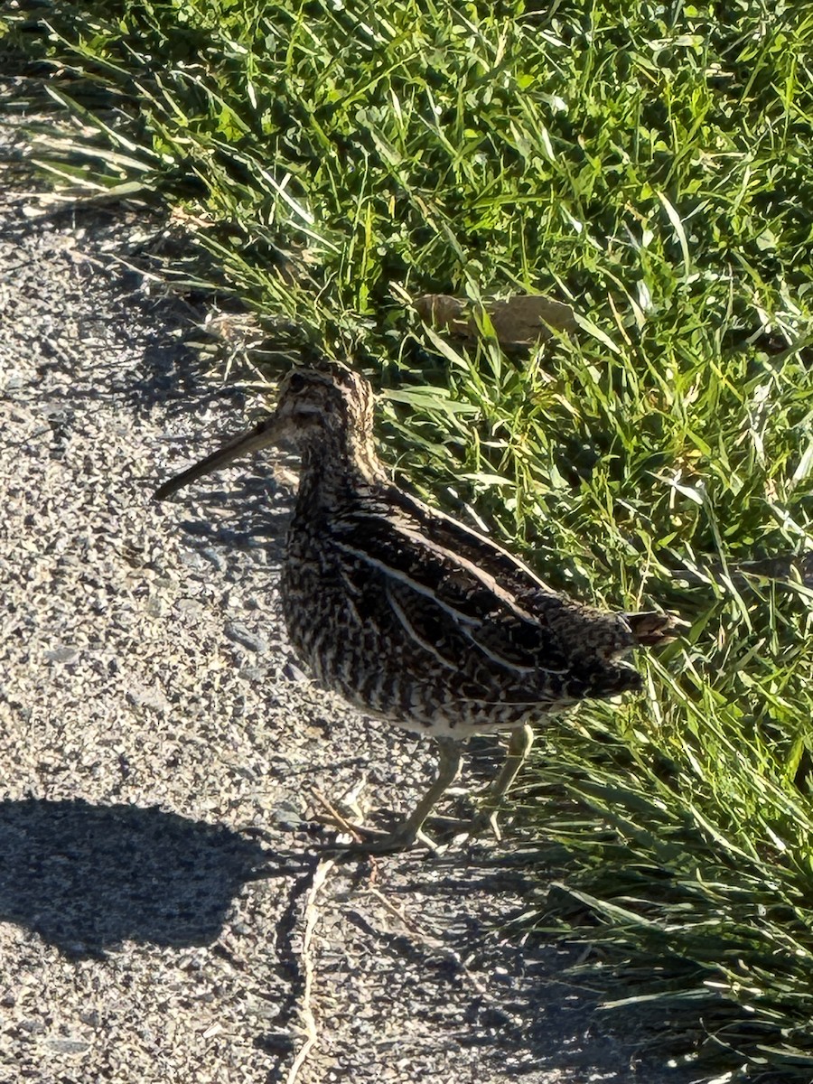 Wilson's Snipe - ML629474765