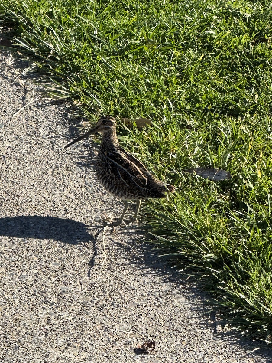 Wilson's Snipe - ML629474766