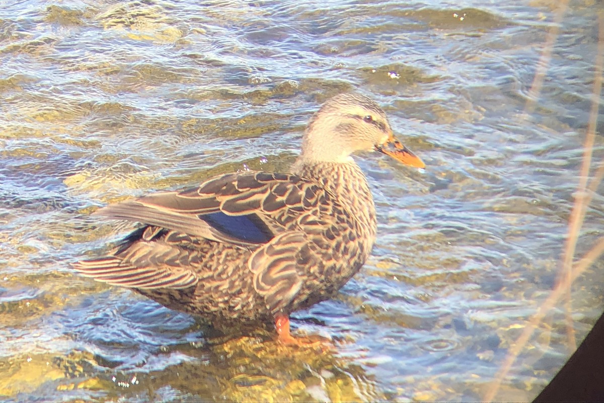 Mottled Duck - ML629474804