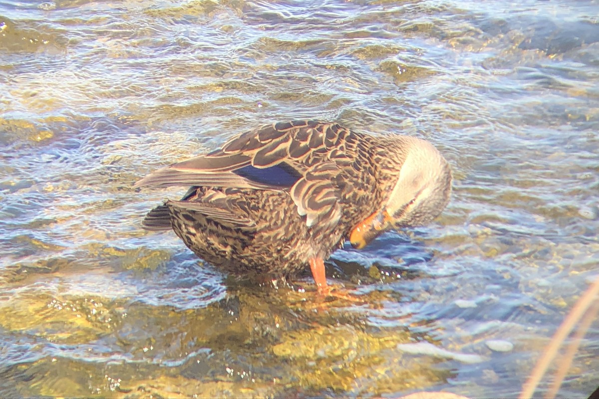 Mottled Duck - ML629474805
