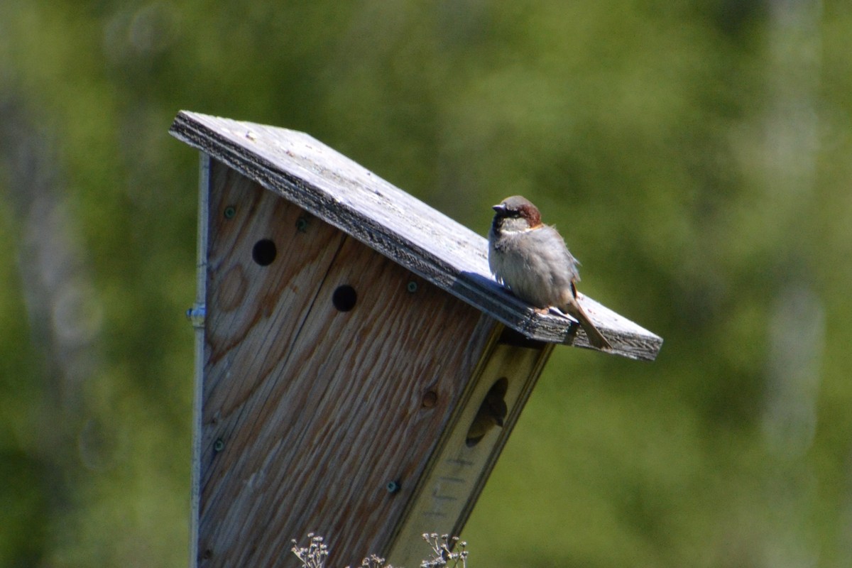 House Sparrow - ML629474860