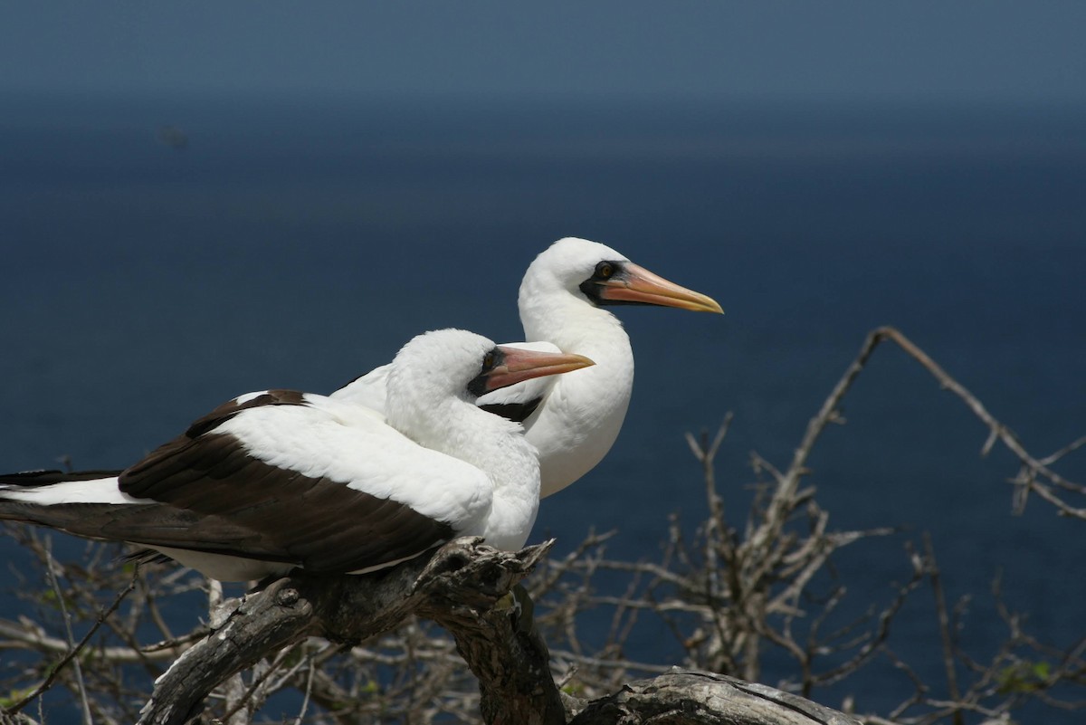 terej tichomořský - ML629474907