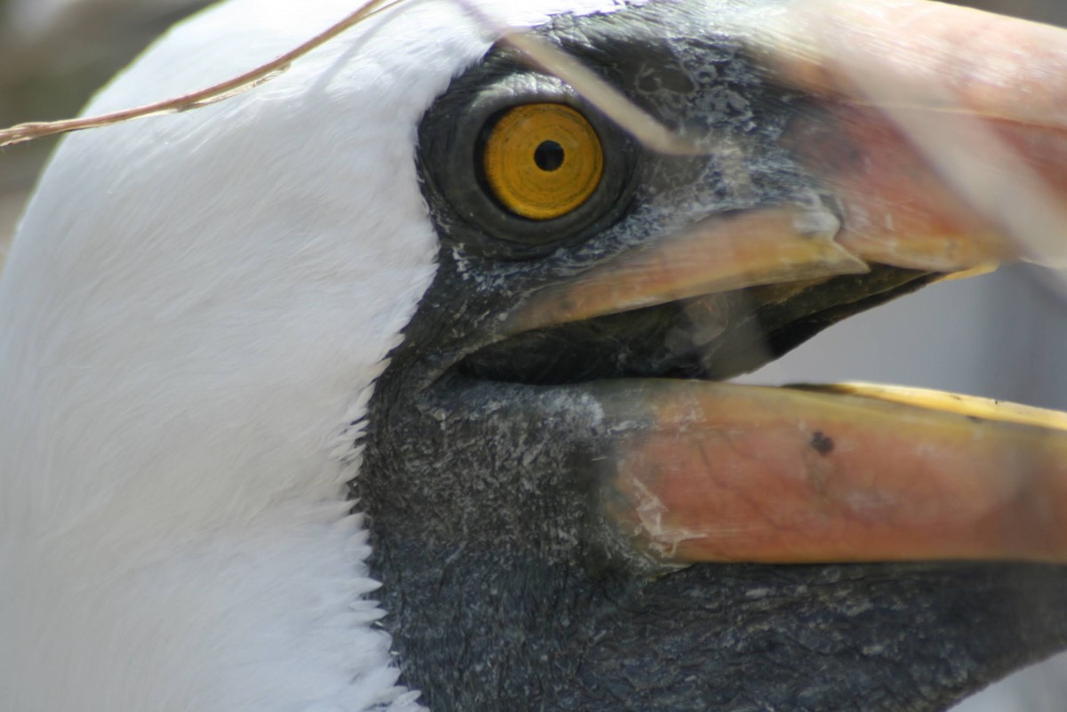 terej tichomořský - ML629474908