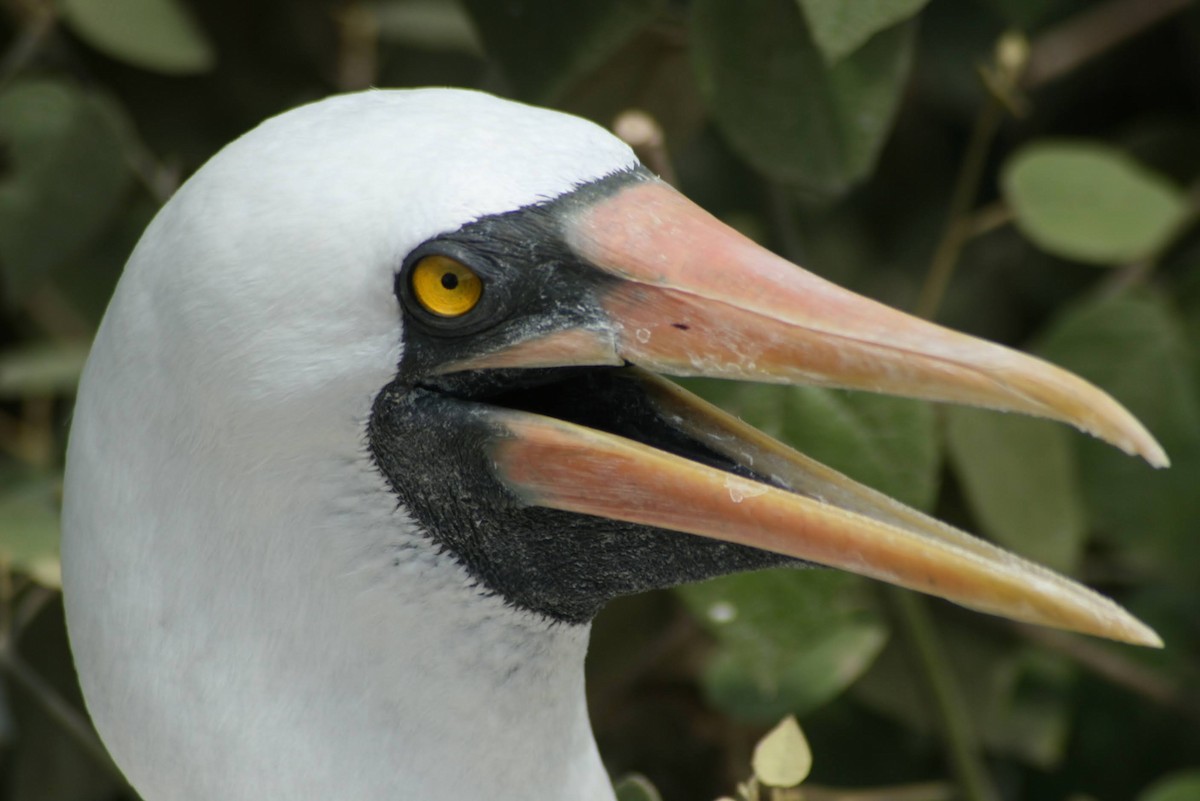 terej tichomořský - ML629474911