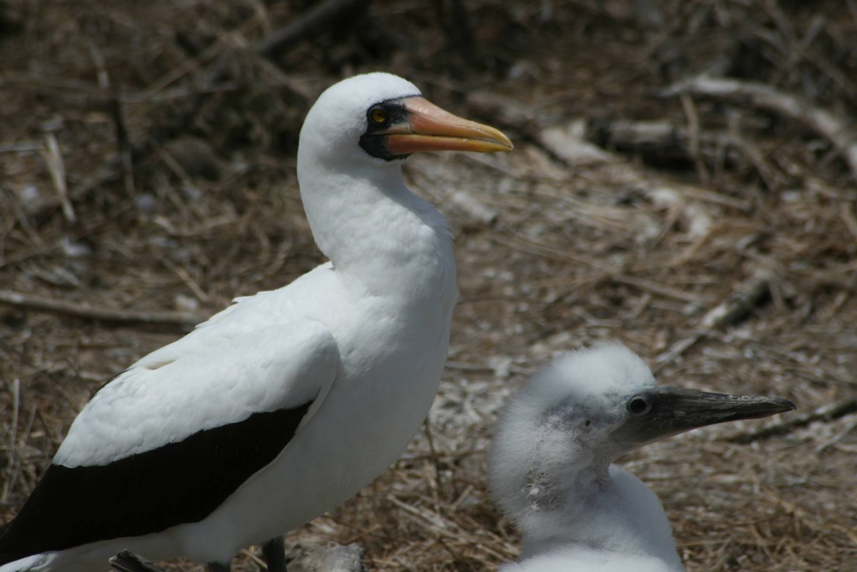 terej tichomořský - ML629474912