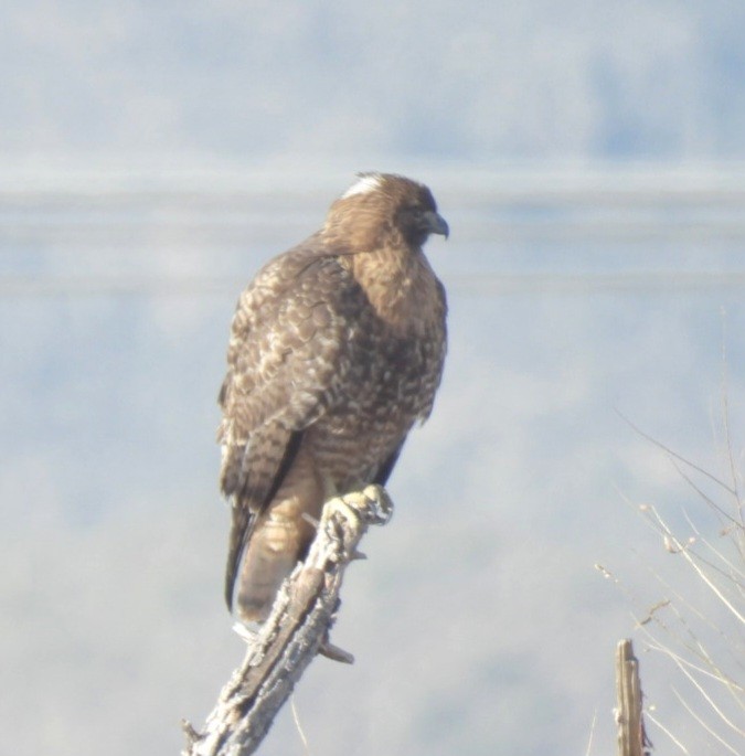 Red-tailed Hawk - ML629474944