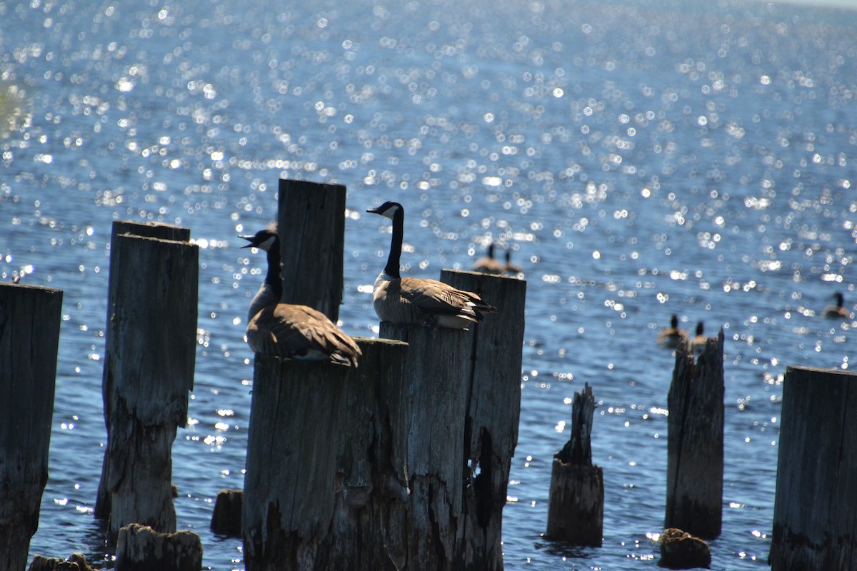 Canada Goose - ML629474963