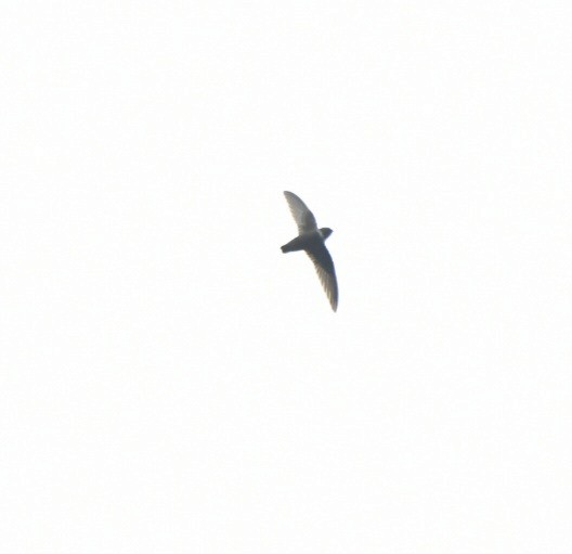 White-chested Swift - ML629475089