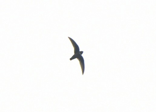 White-chested Swift - ML629475091