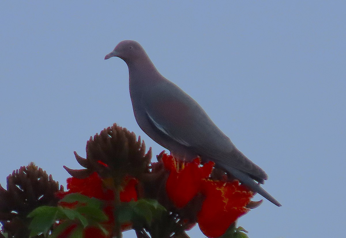 Plain Pigeon - ML629475651