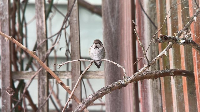 Anna's Hummingbird - ML629475655
