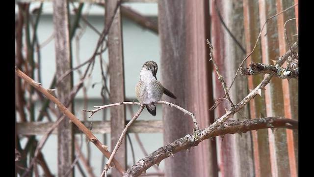 Anna's Hummingbird - ML629475656